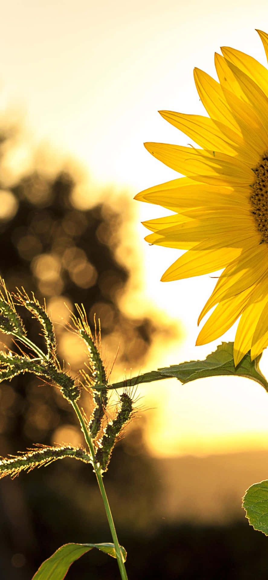 A Sunflower In The Field Background