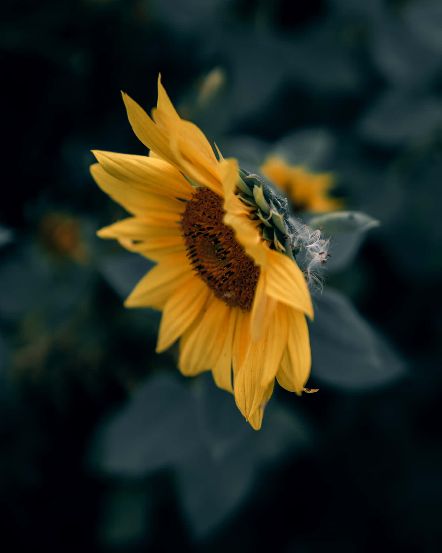 A Sunflower Is In The Dark With Leaves Around It Background
