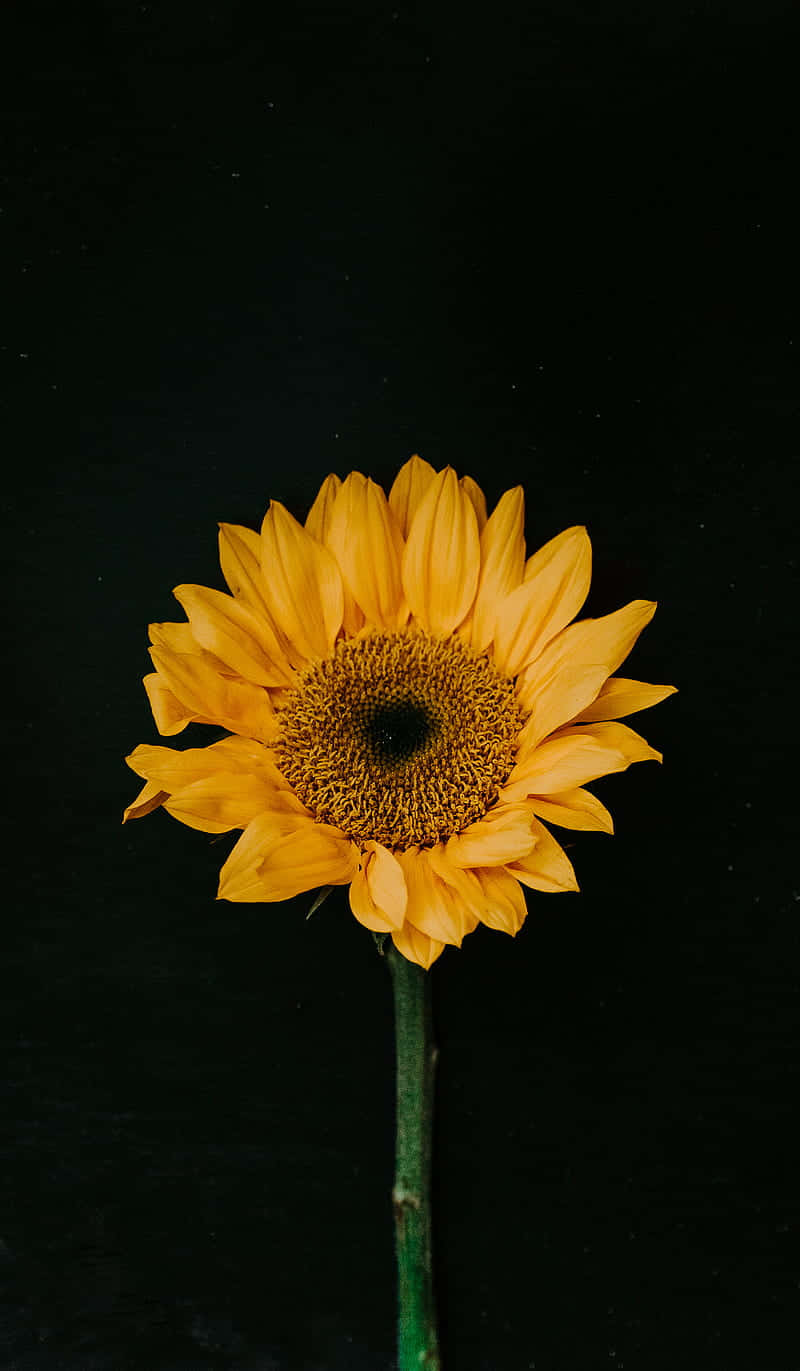 A Sunflower On A Black Background Background
