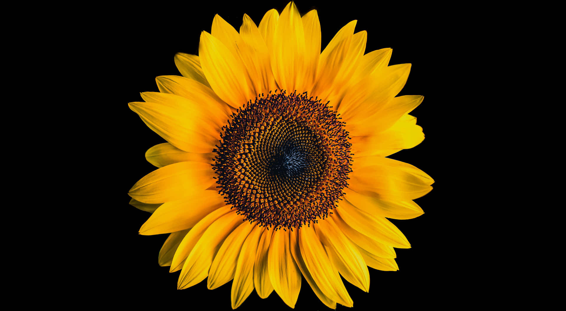 A Sunflower On A Black Background Background