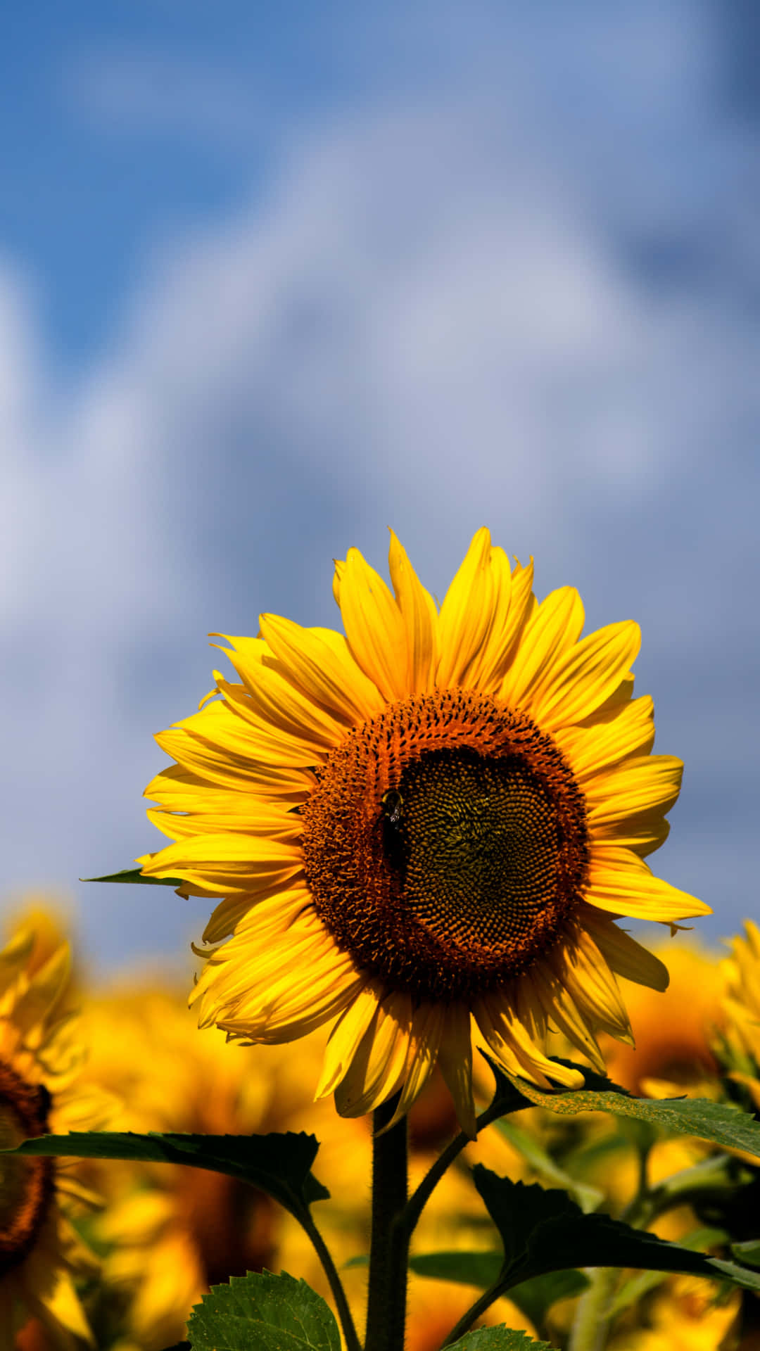 A Sunflower On A Plain Yellow Background, Creating A Beautiful Aesthetic. Background