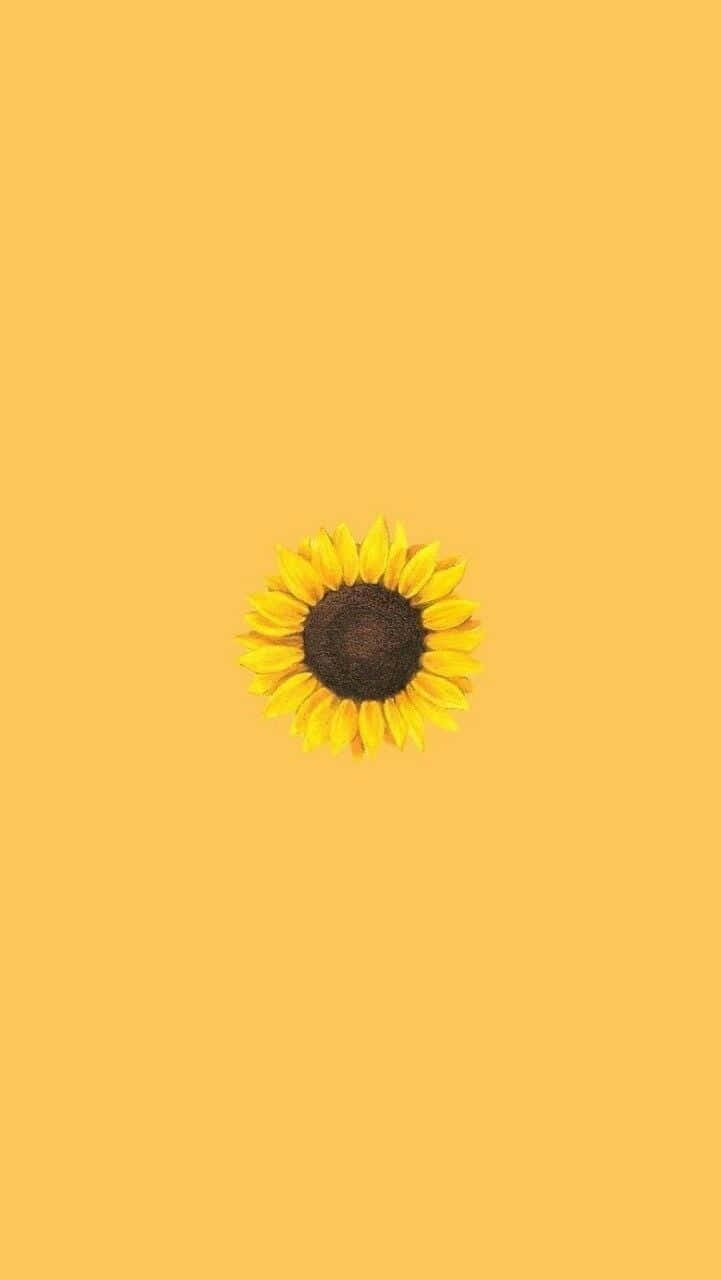 A Sunflower On A Yellow Background Background