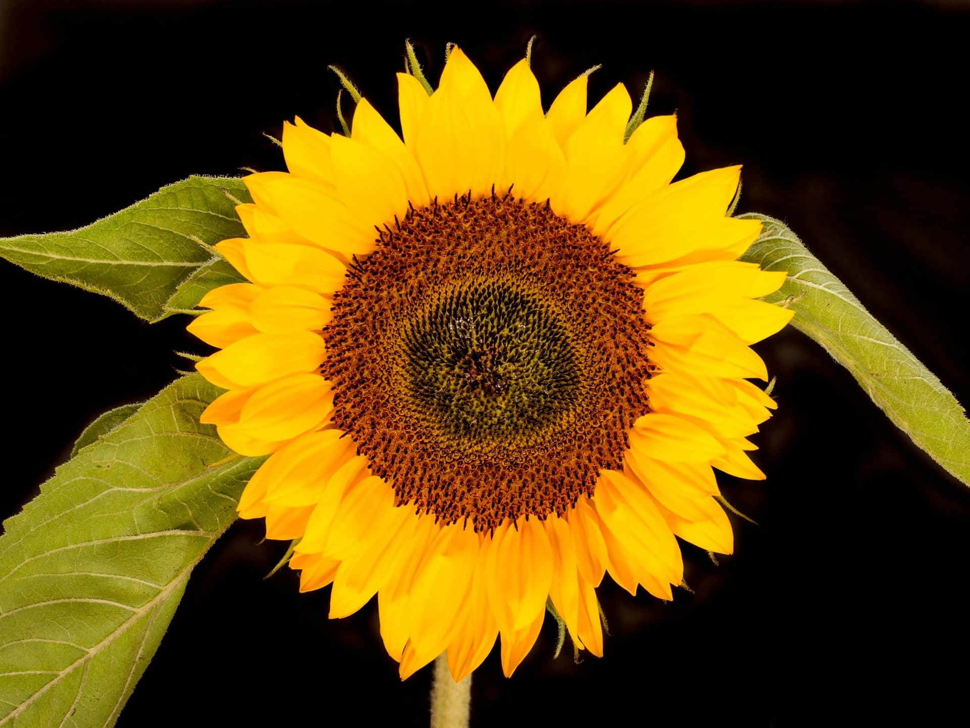 A Sunflower With A Black Background Background