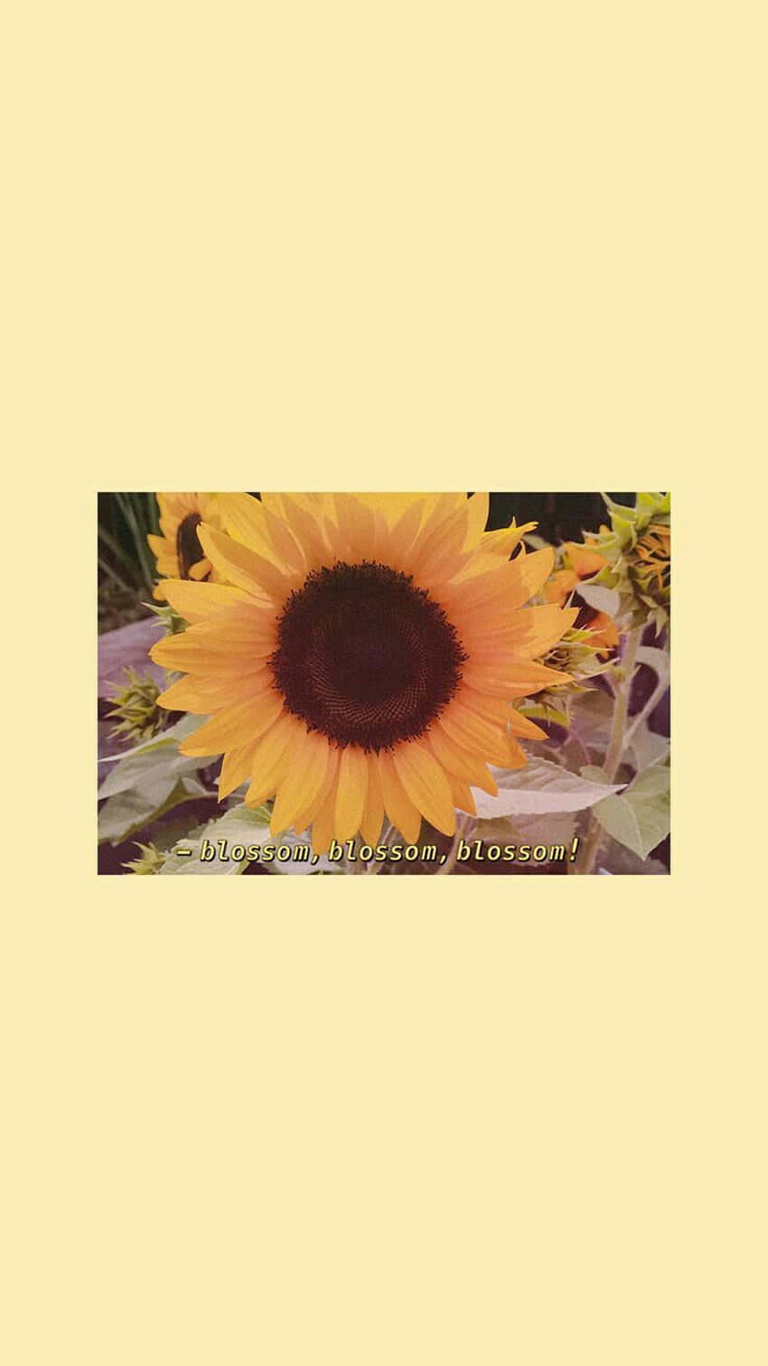 A Sunflower With The Words 'sunflowers Are The Best' Background