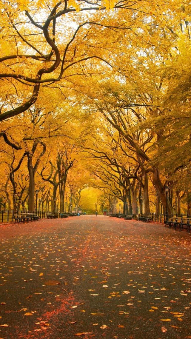 A Sunny Walk Through A Forest Of Lush Greenery