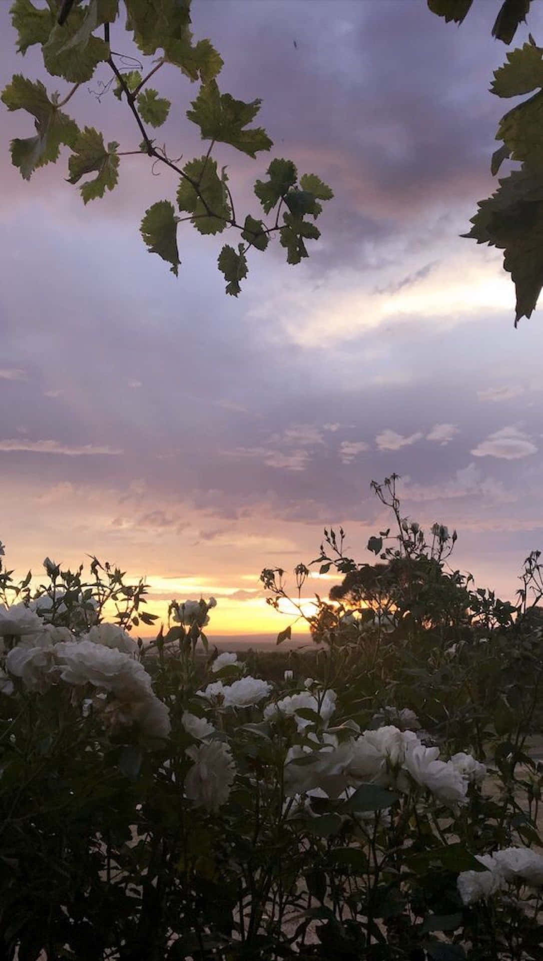 A Sunset Over A Field Of White Flowers