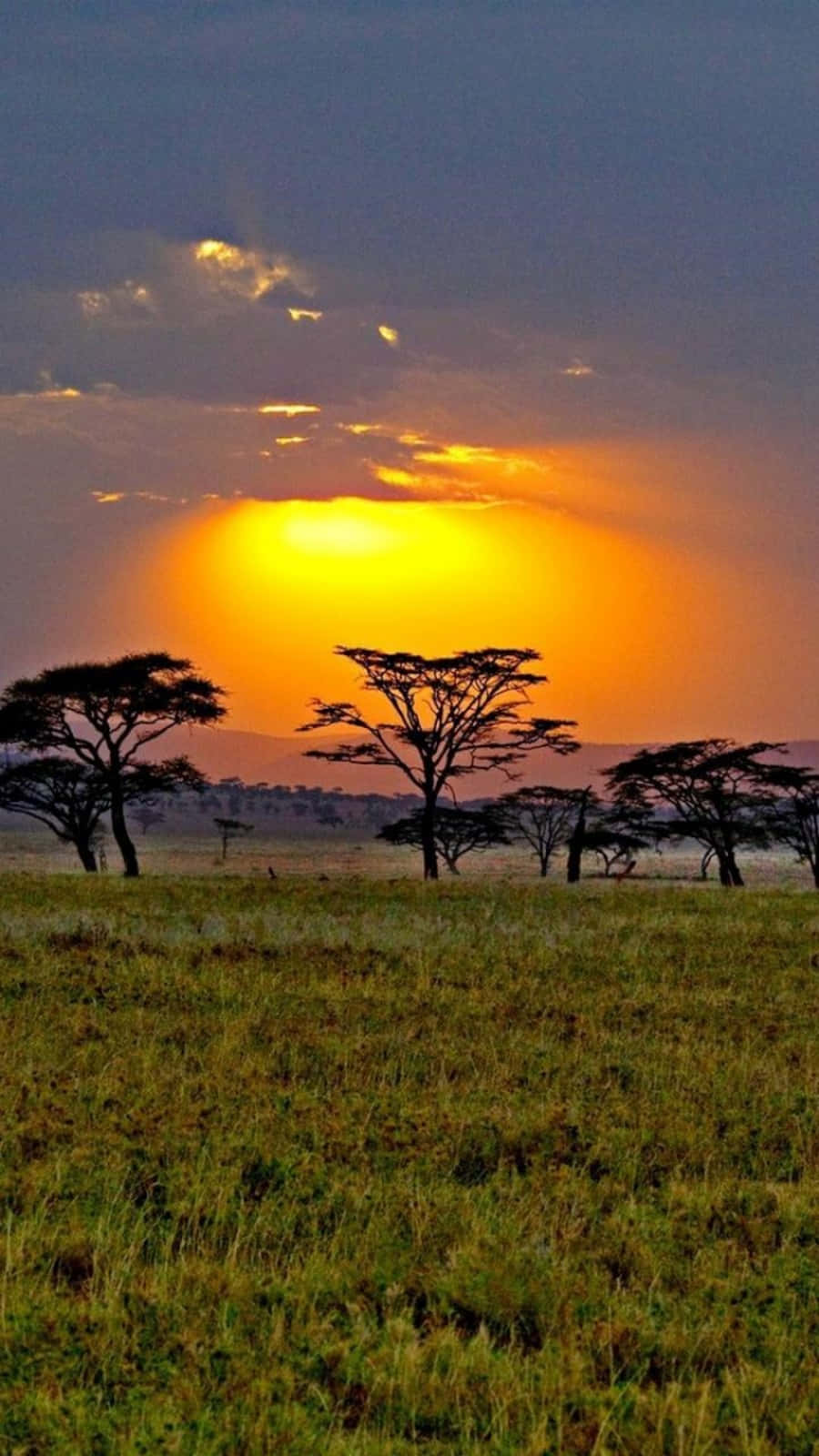 A Sunset Over A Large Area With Acacia Trees