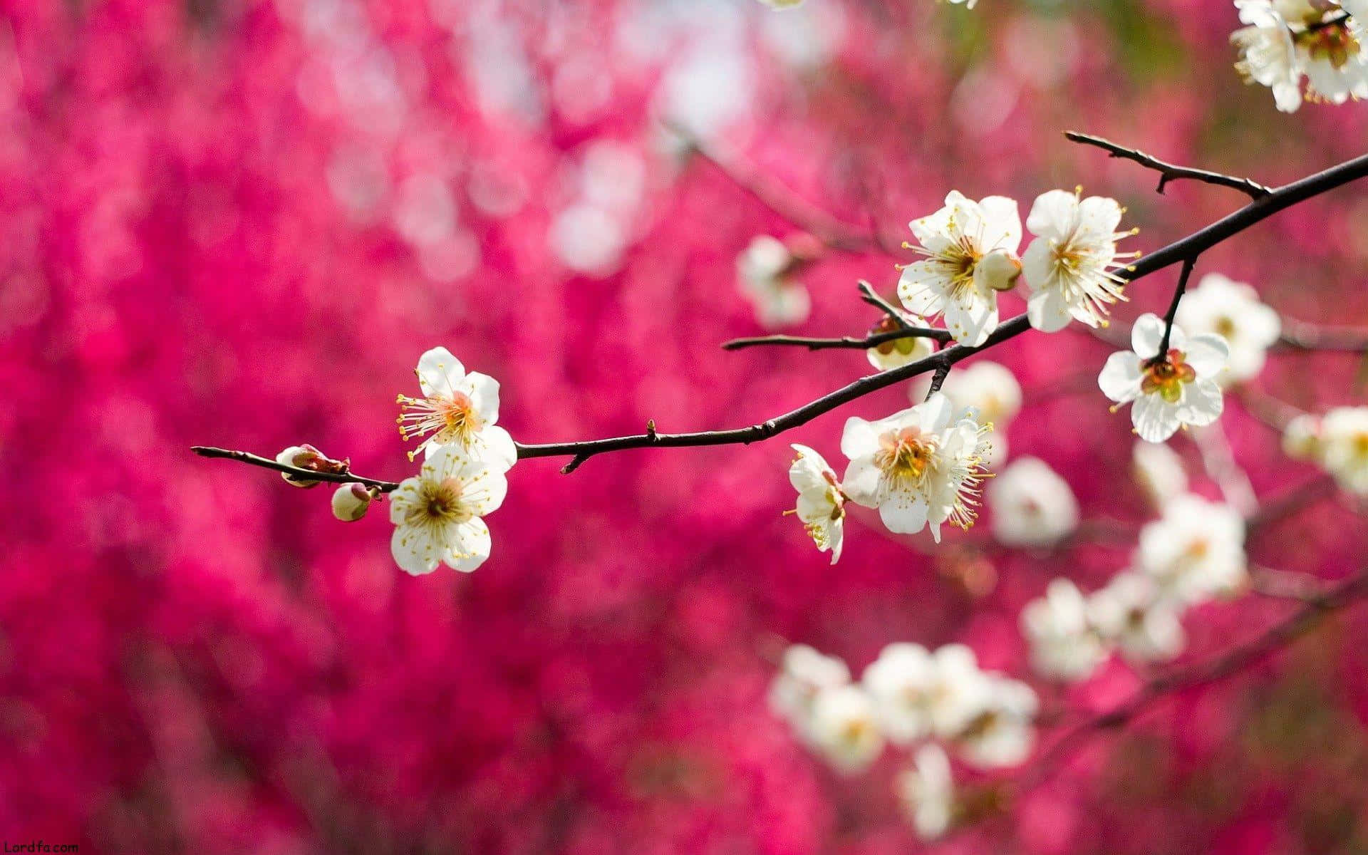 A Sunset View Of Pink Trees