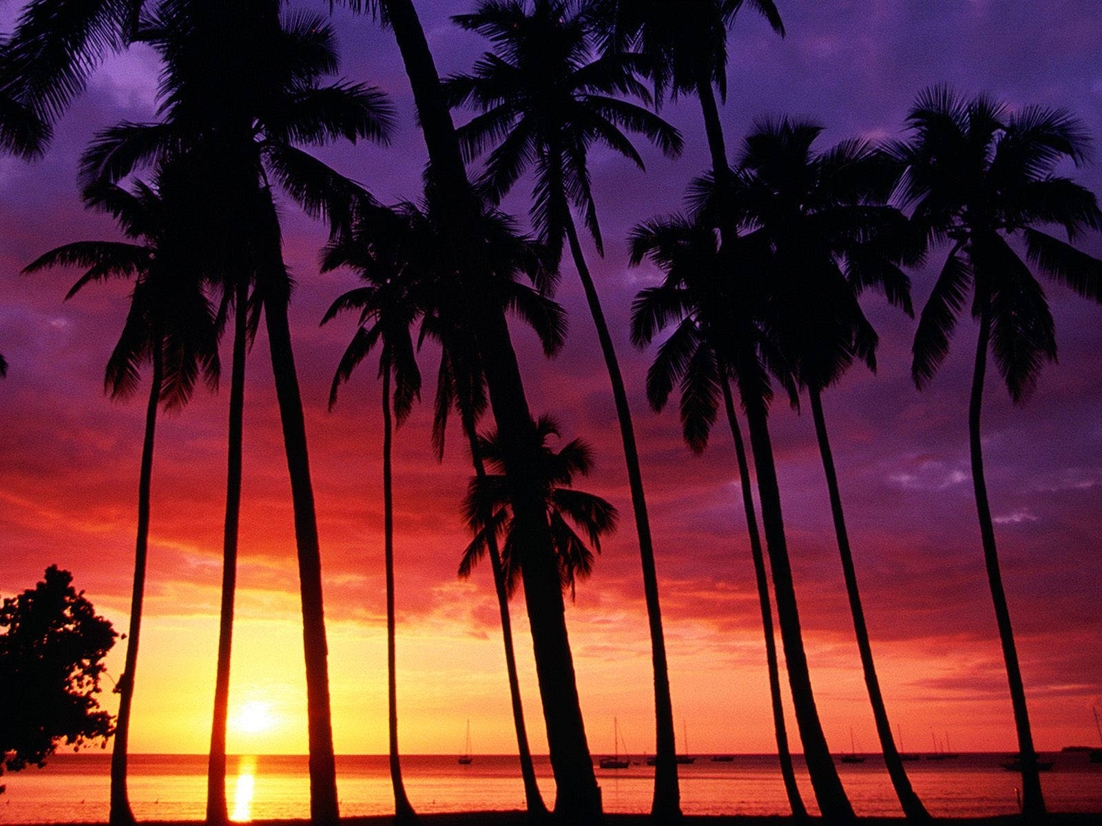 A Sunset With Palm Trees Background