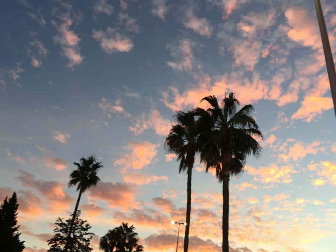 A Sunset With Palm Trees And Clouds Background