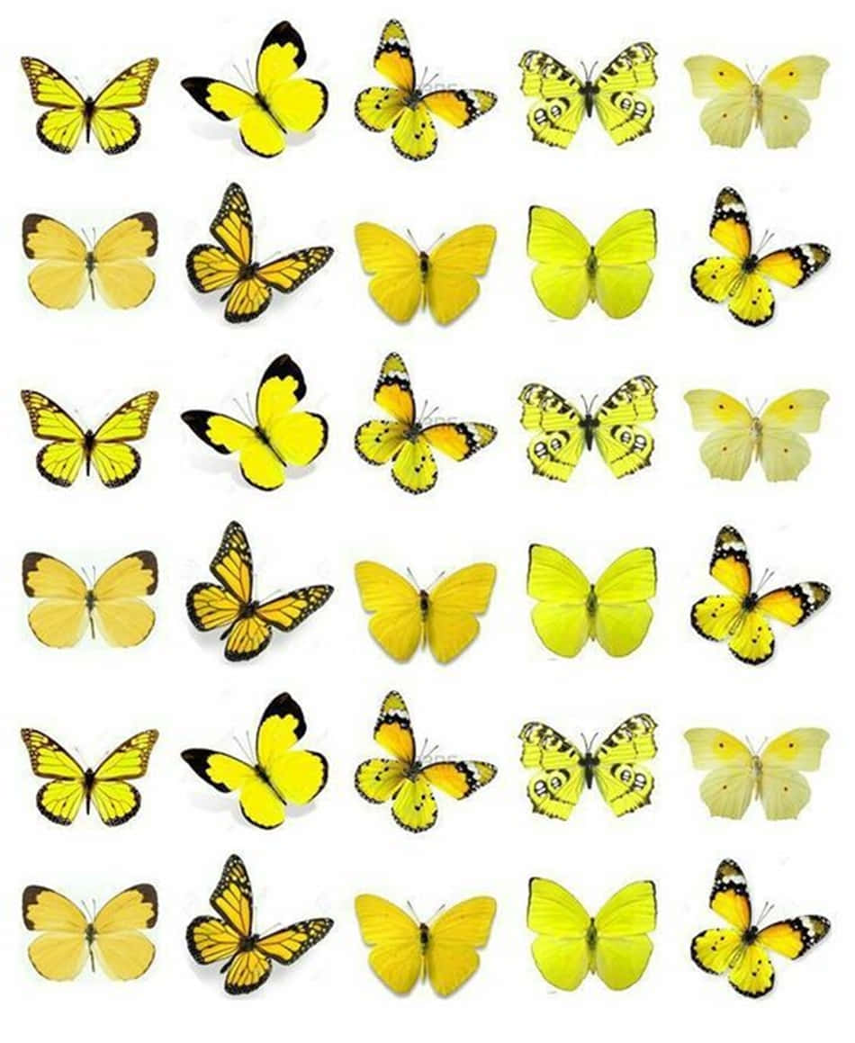 A Swarm Of Delightful Yellow Butterflies Background