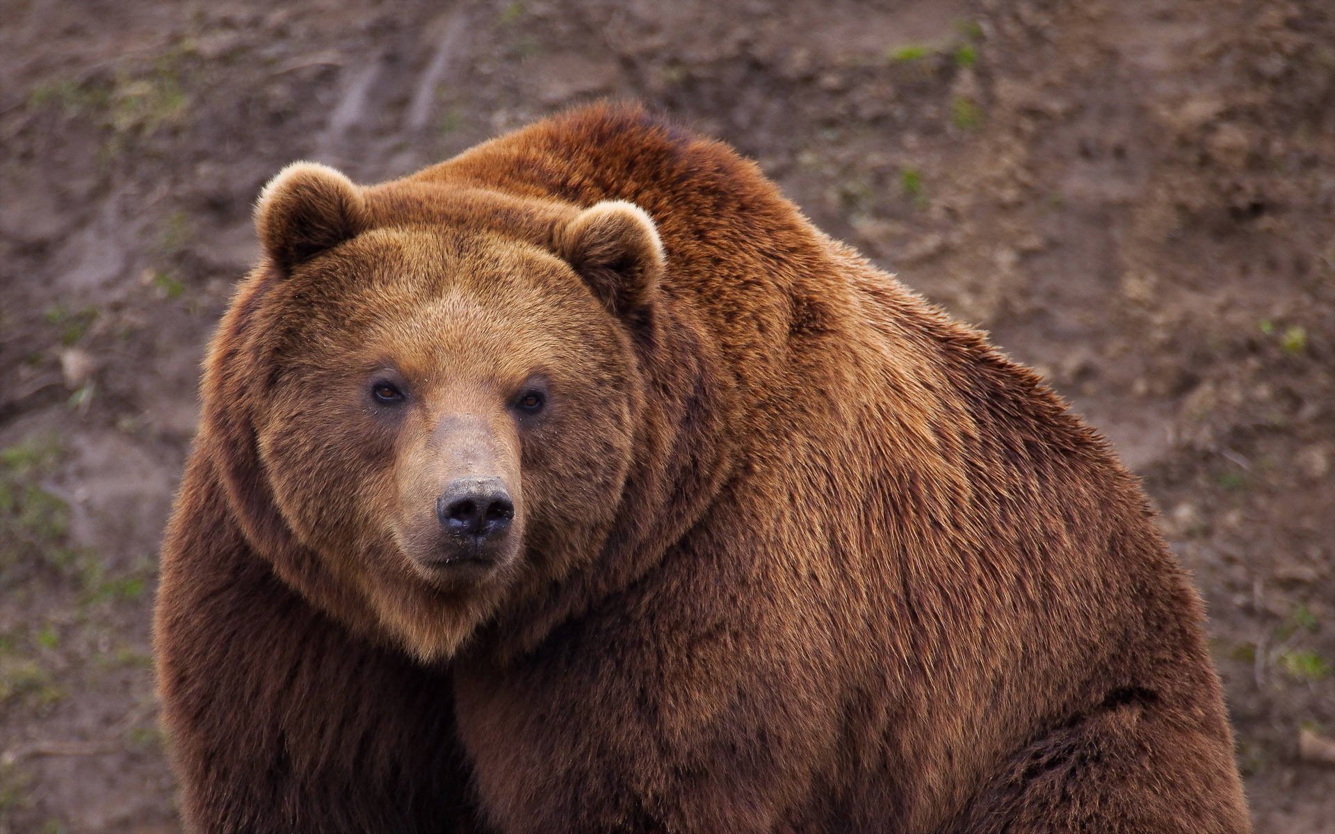 A Sweet And Adorable Brown Bear Background