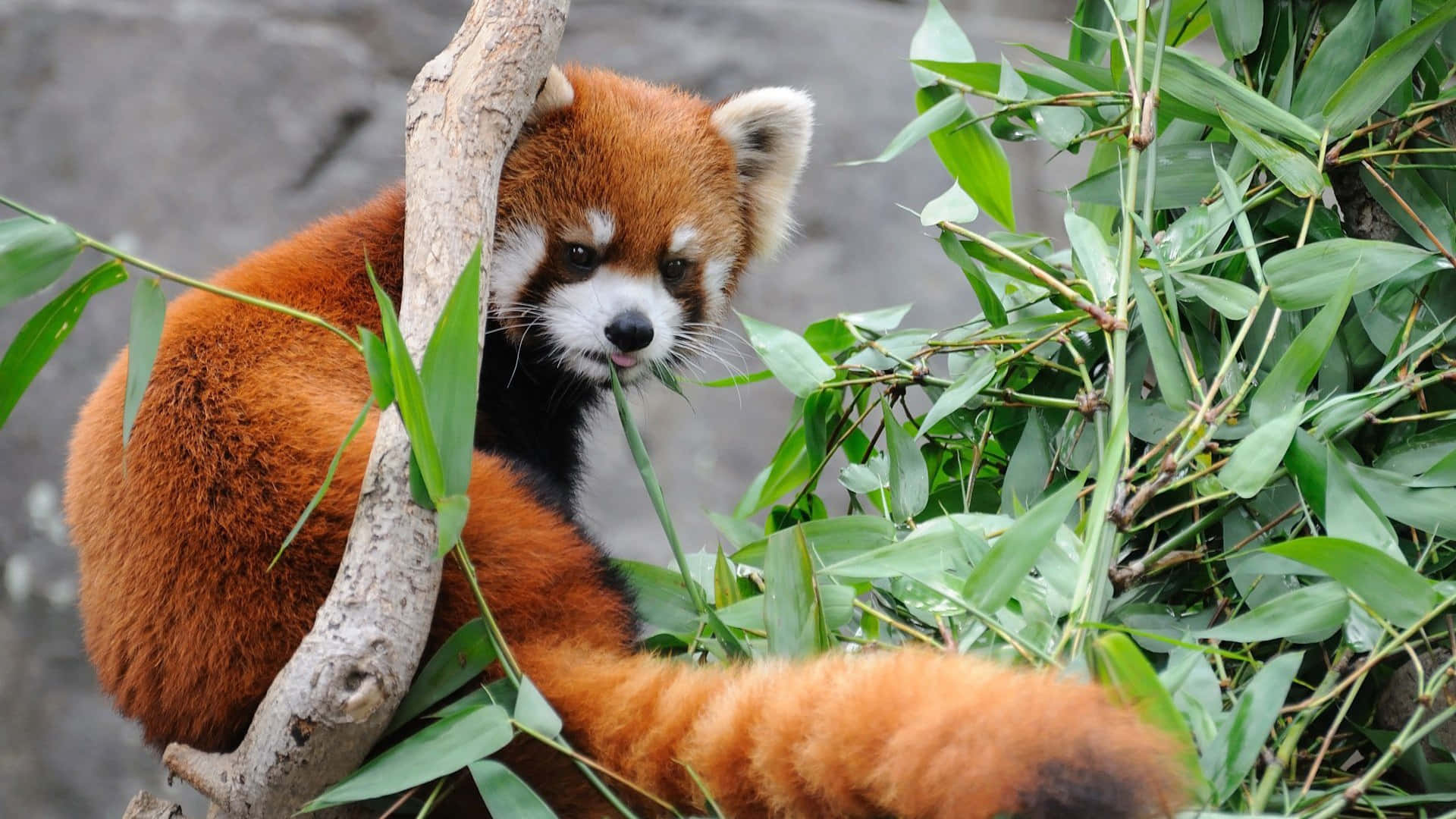 A Sweet And Cuddly Red Panda Waiting To Be Pet. Background