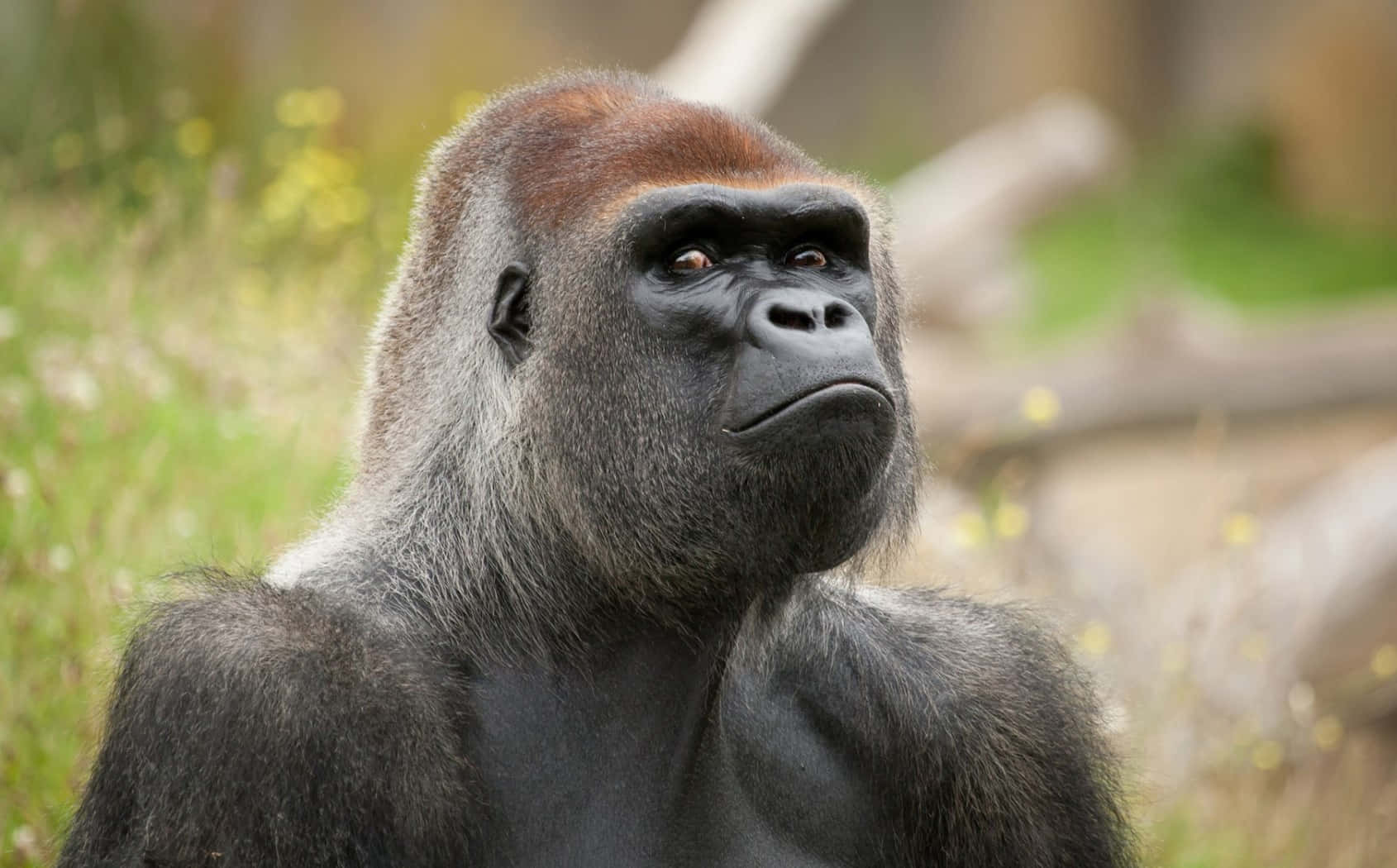 A Sweet And Friendly Baby Gorilla Looking Curiously At The Camera Background