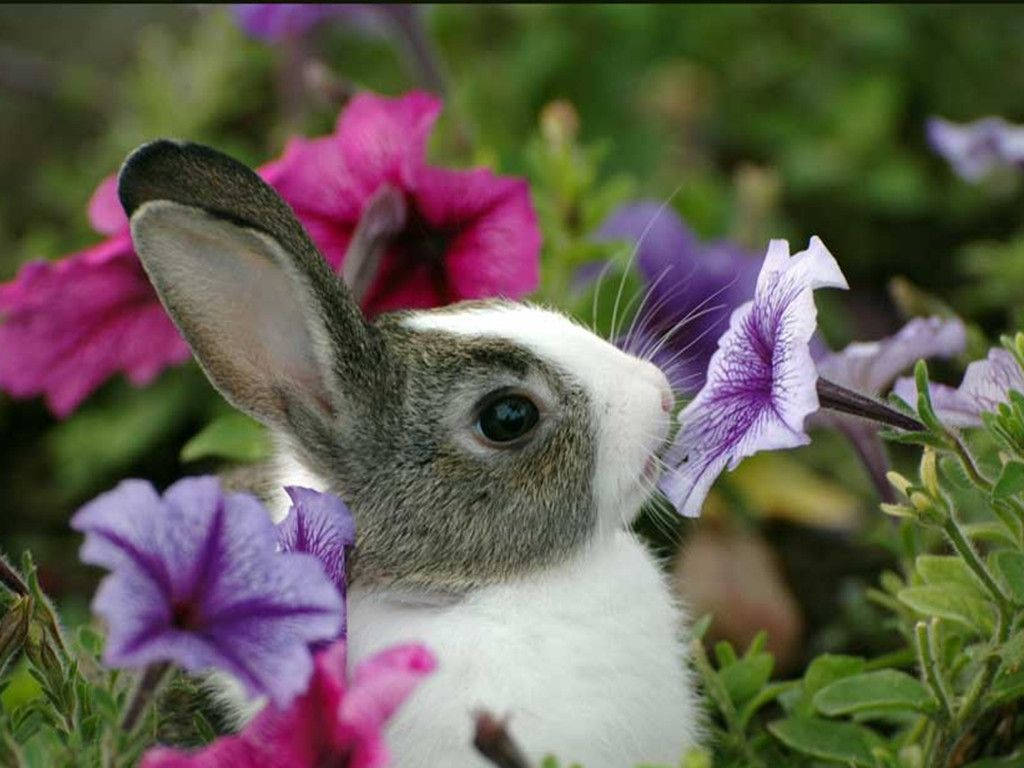 A Sweet Bunny Sniffs The Alluring Scent Of Wildflowers. Background