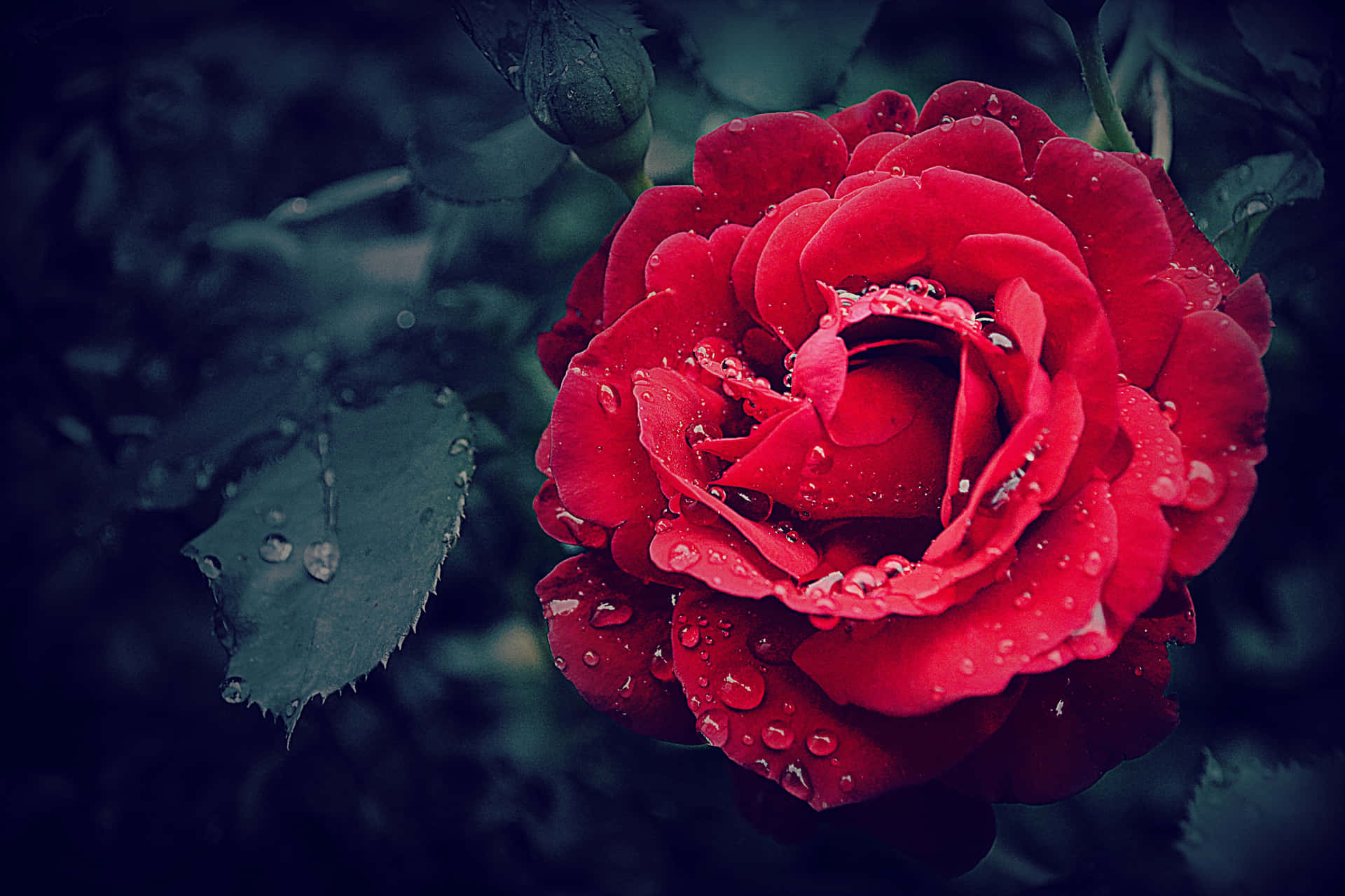 A Sweet Cool Rose, Glowing In The Sunlight. Background