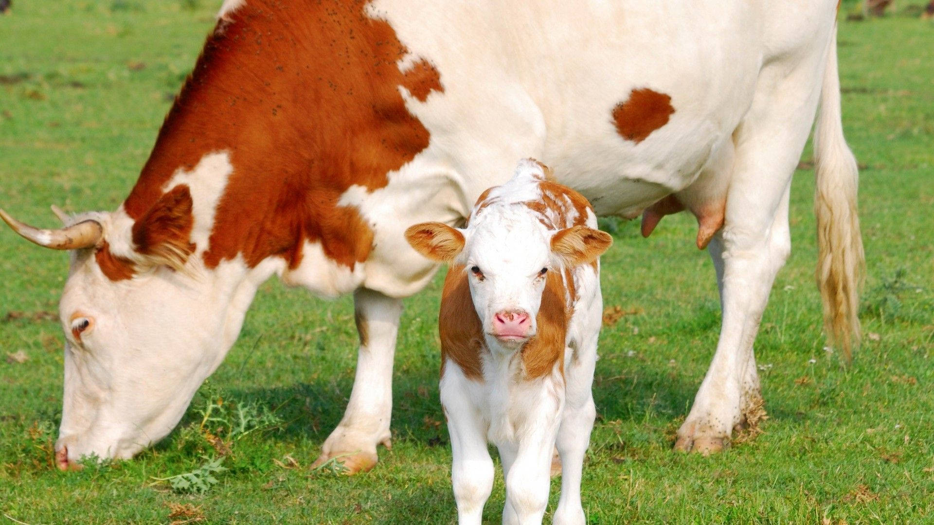 A Sweet Dreams Brown Baby Cow Background