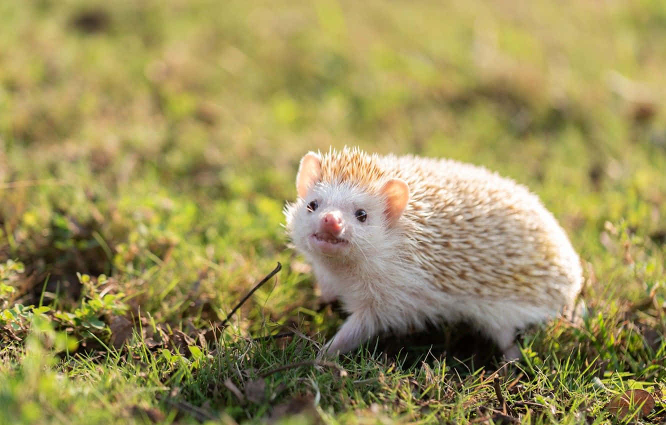 A Sweet Little Hedgehog Giving A Gentle Hug. Background