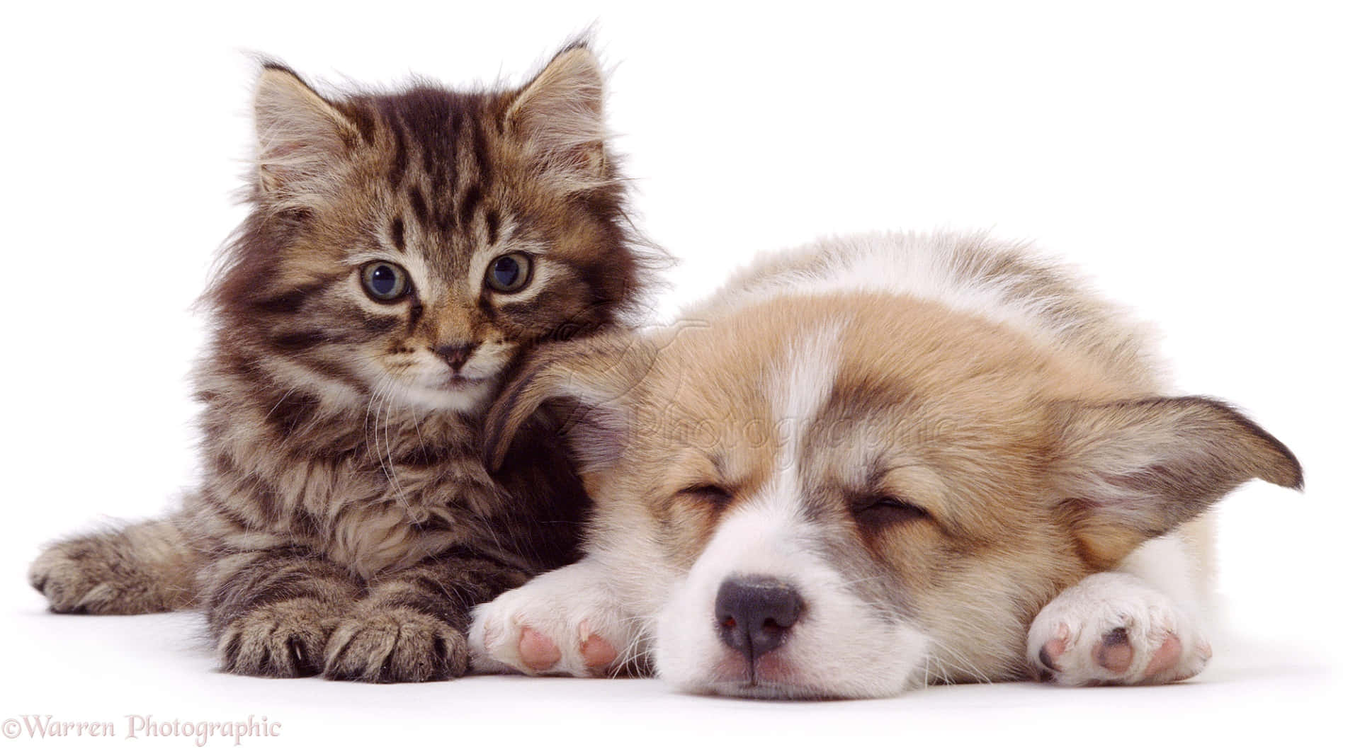 A Sweet Moment Shared Between A Cuddly Kitten And Playful Puppy Background