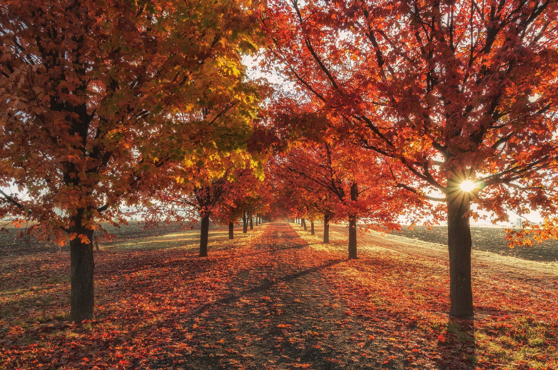 A Sweet Picture Of Autumn Background