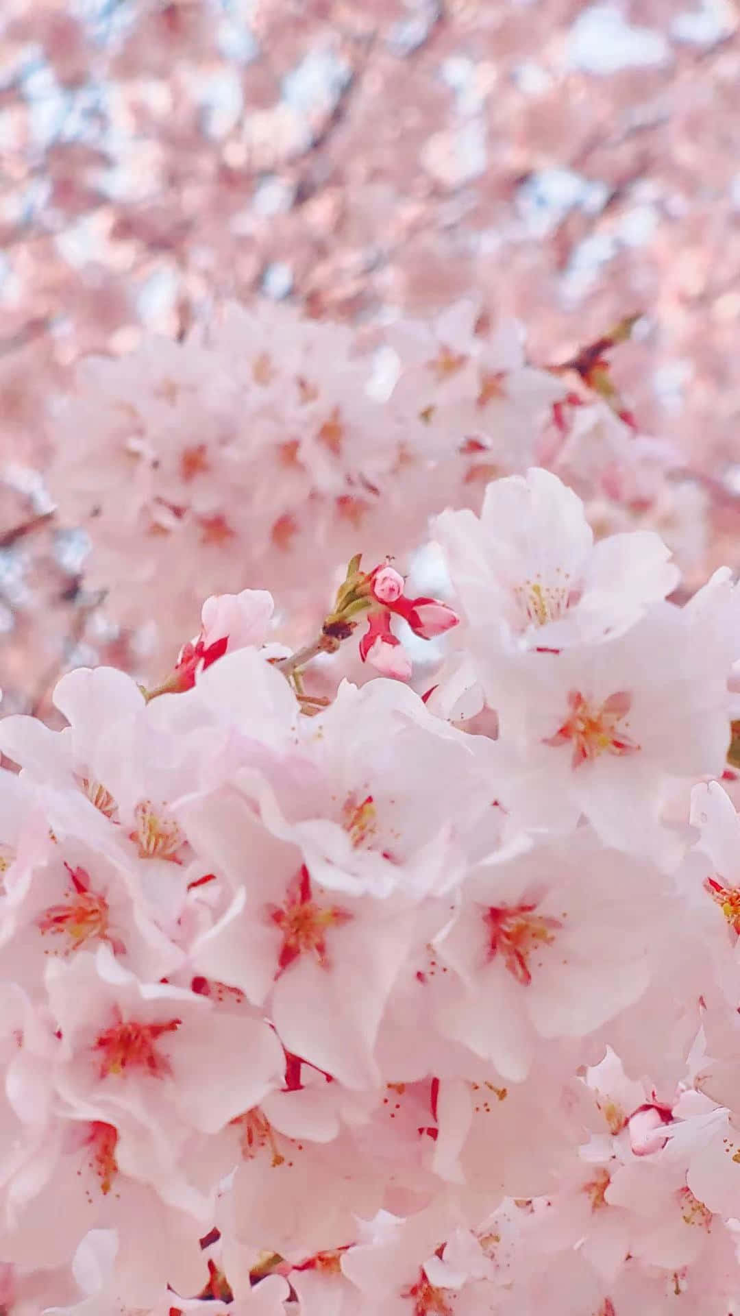 A Swirling Sea Of Pink Petals Background