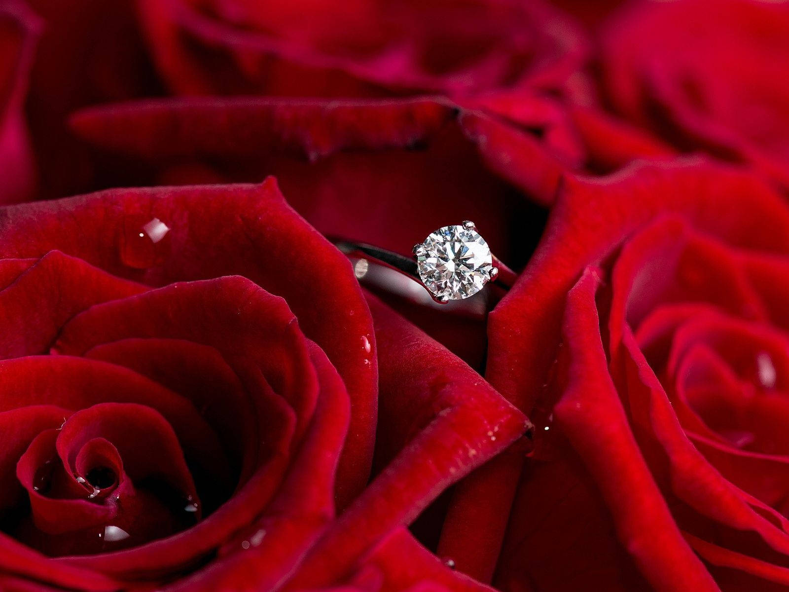 A Symbol Of Love And Commitment - Red Roses And A Diamond Ring Background