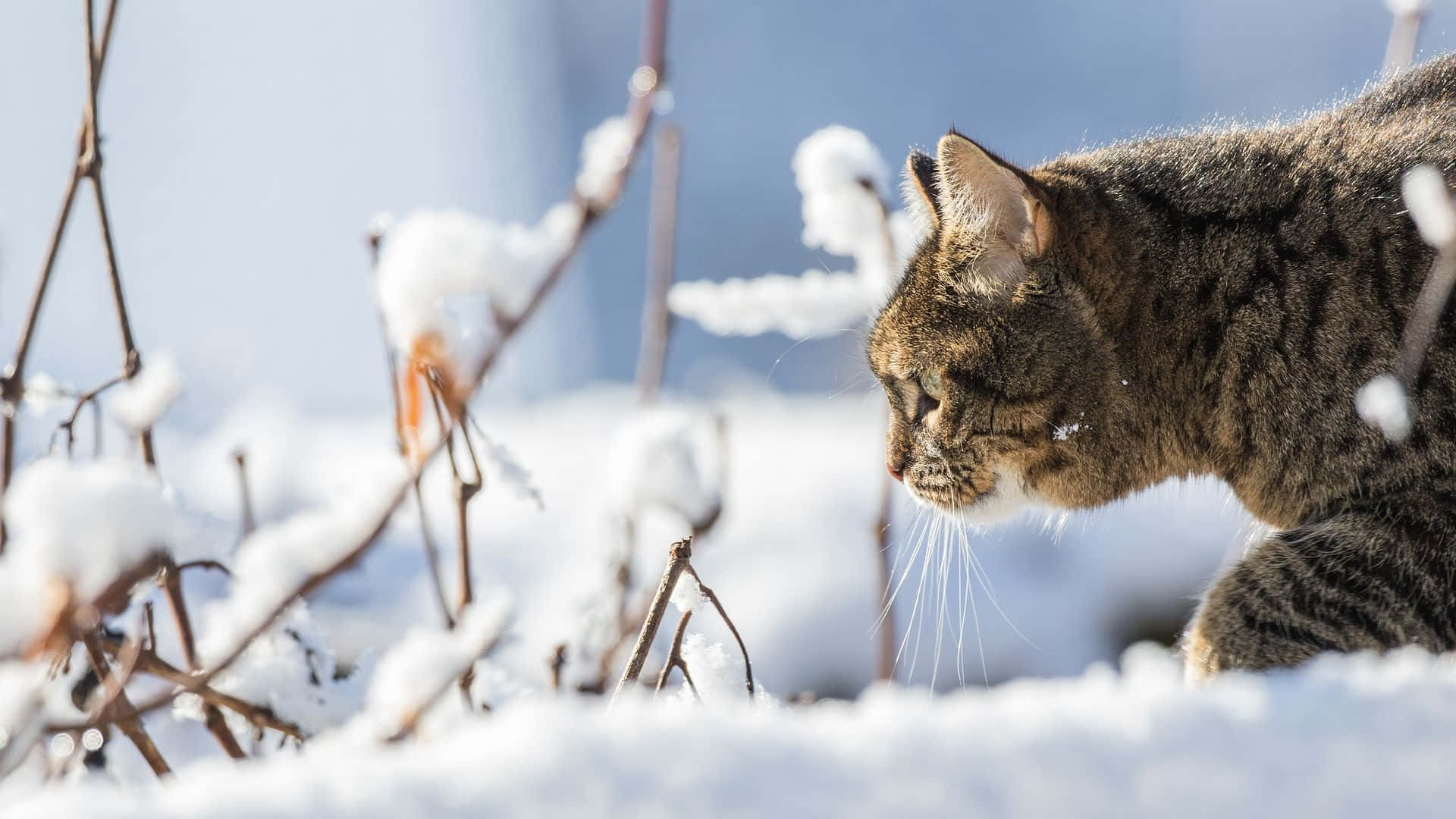 A Tabby Cat Walking Through The Snow Background