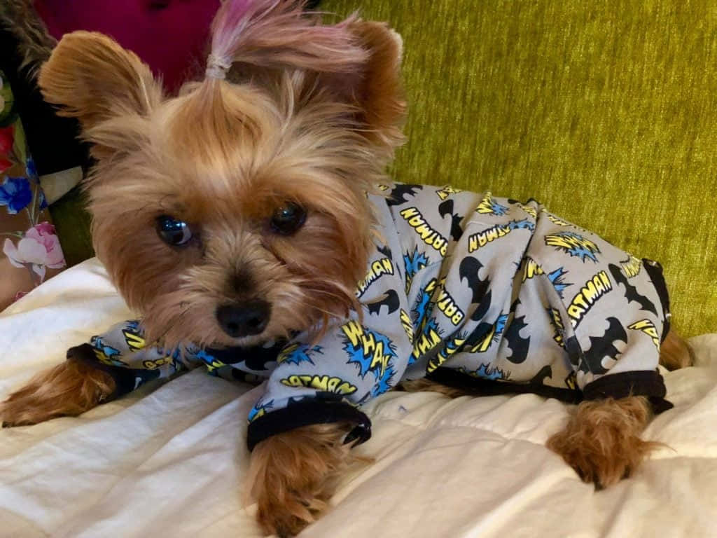 A Teacup Yorkie Enjoying A Sunny Day Background