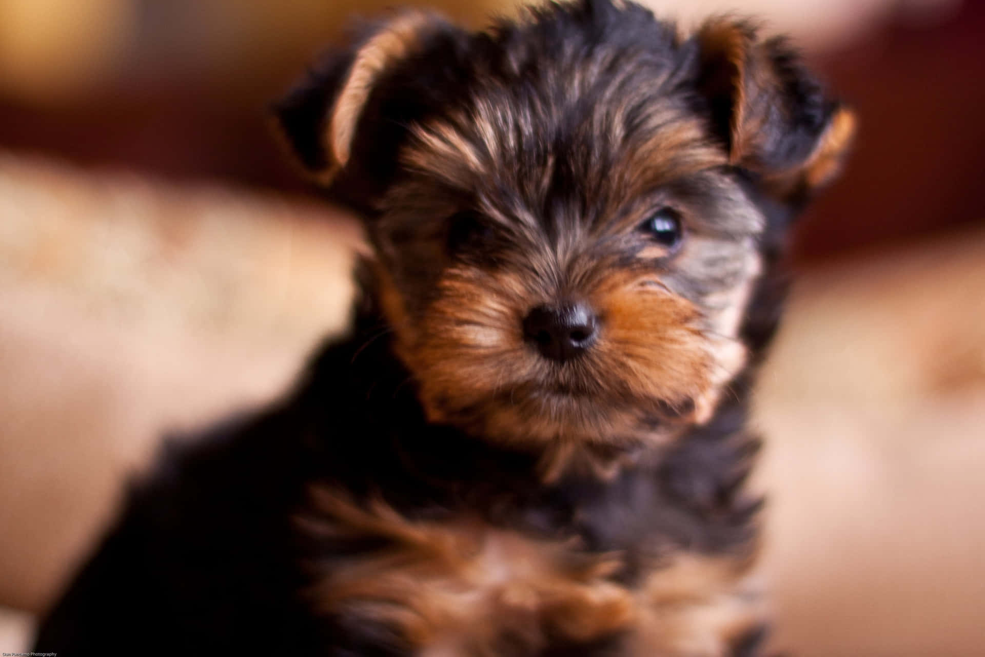 A Teacup Yorkie Filled With Joy And Love! Background