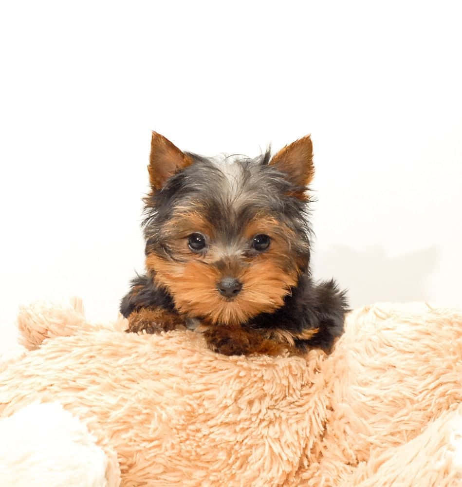 A Teacup Yorkie Looking Adorably Happy In Her Little Teacup. Background