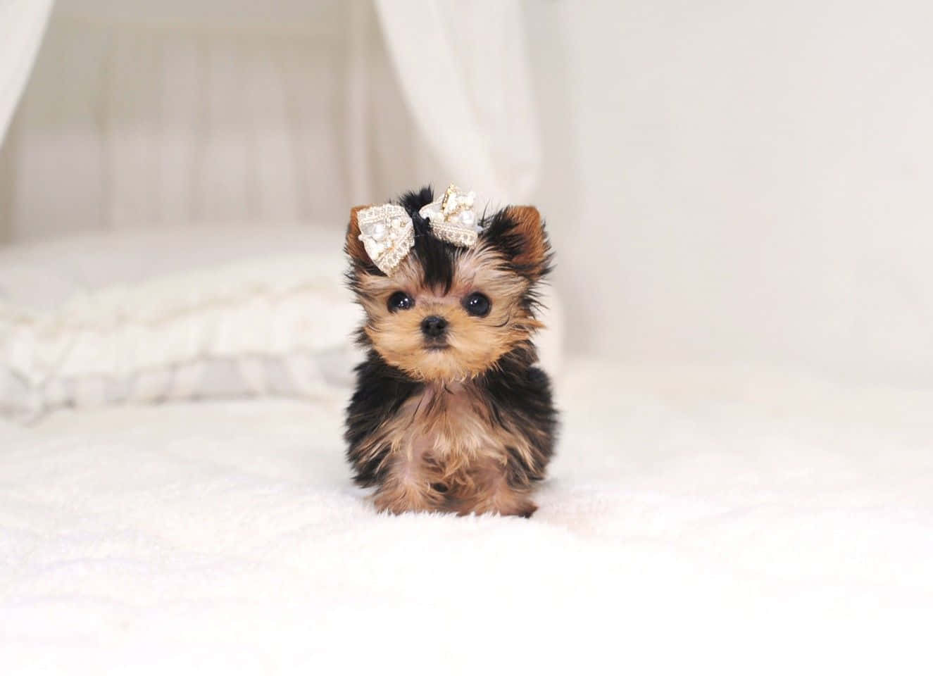 A Teacup Yorkie Near A Pillow, Looking For Someone To Play With Background