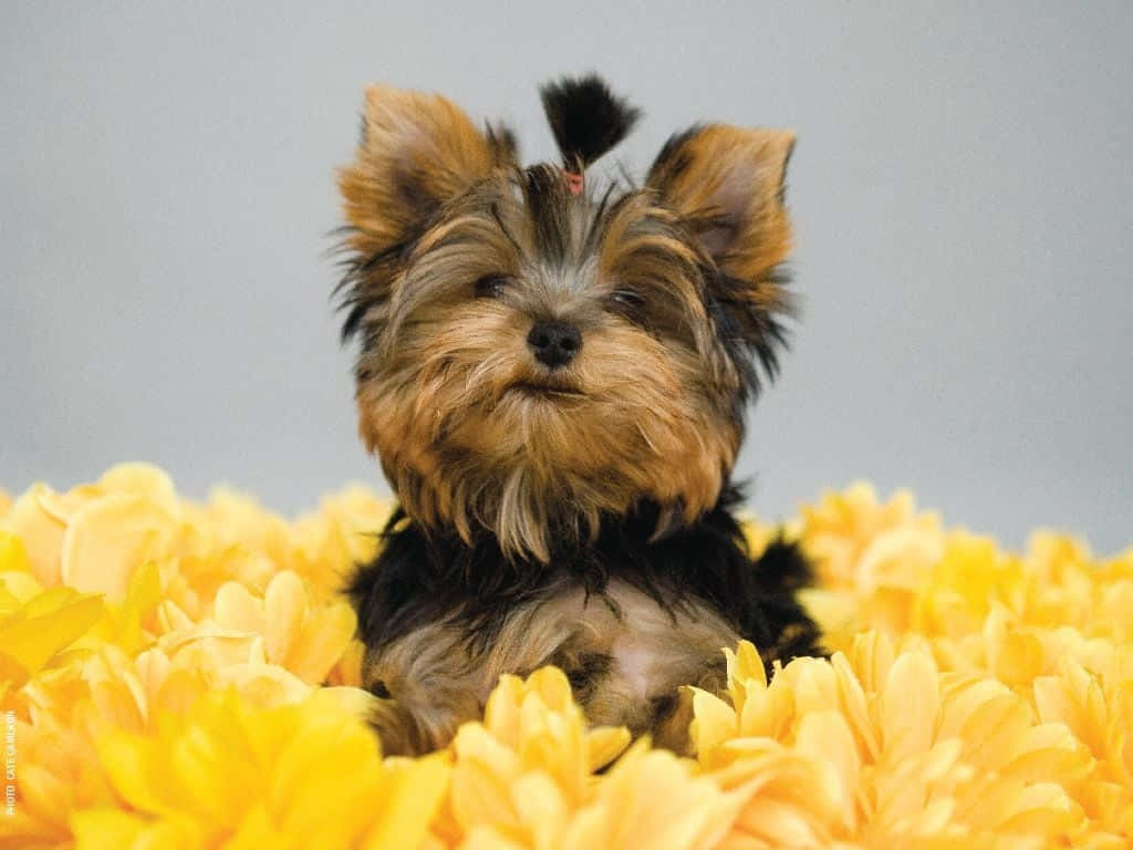 A Teacup Yorkie Pup Enjoying A Fun Day Outdoors Background