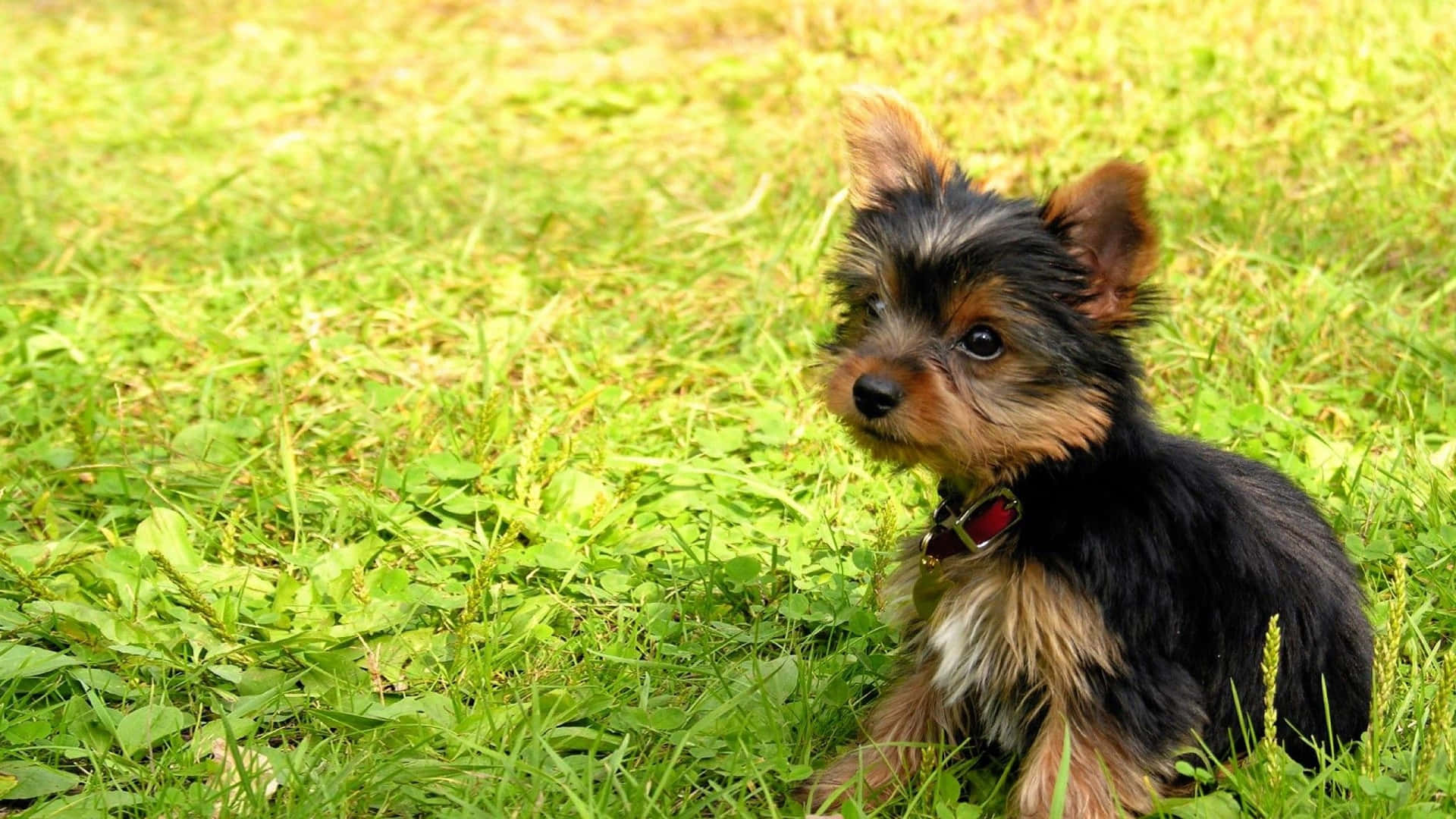 A Teacup Yorkie Pup Set To Bring Joy To Your Home Background