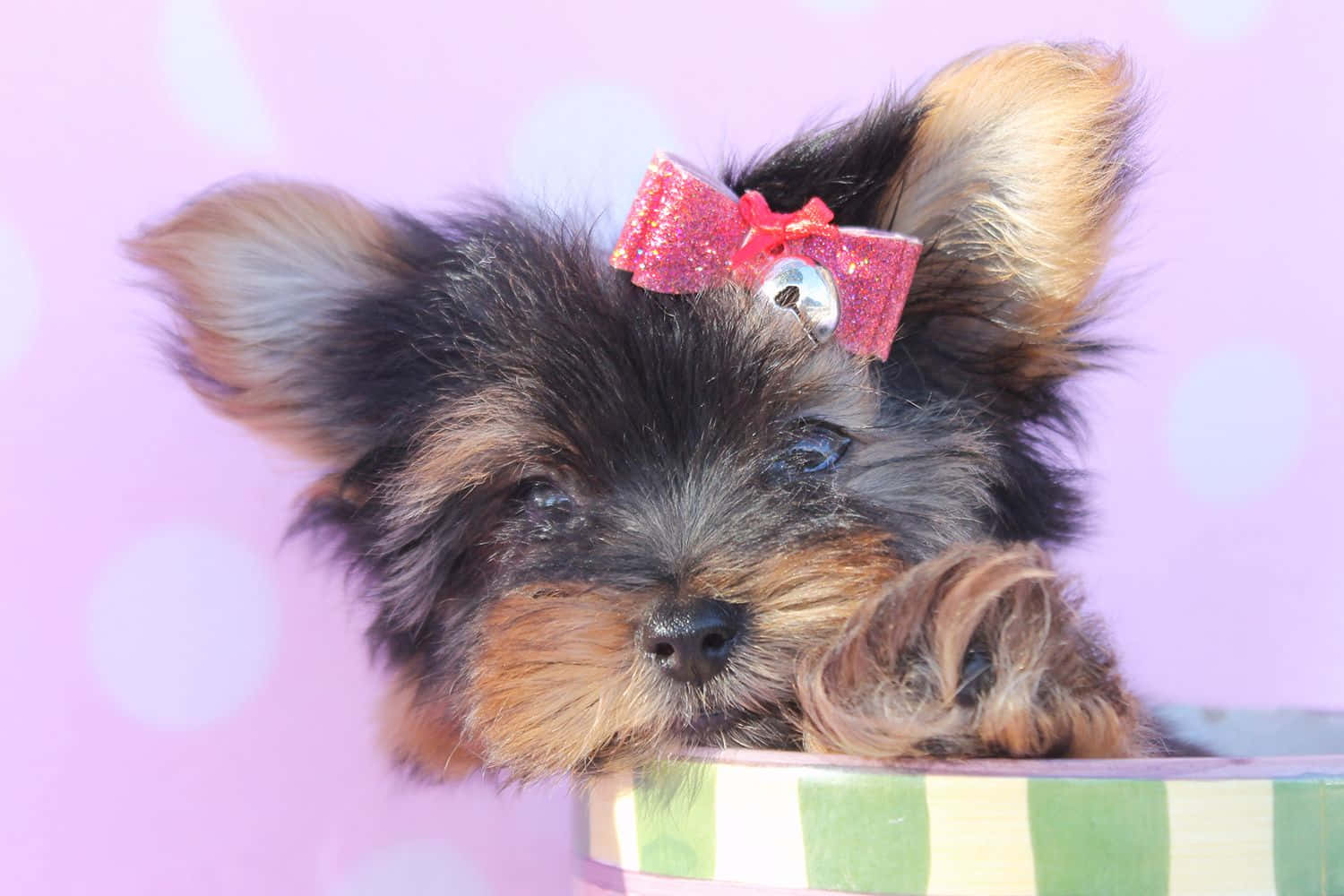 A Teacup Yorkie Puppy Enjoying A Sunny Day Background