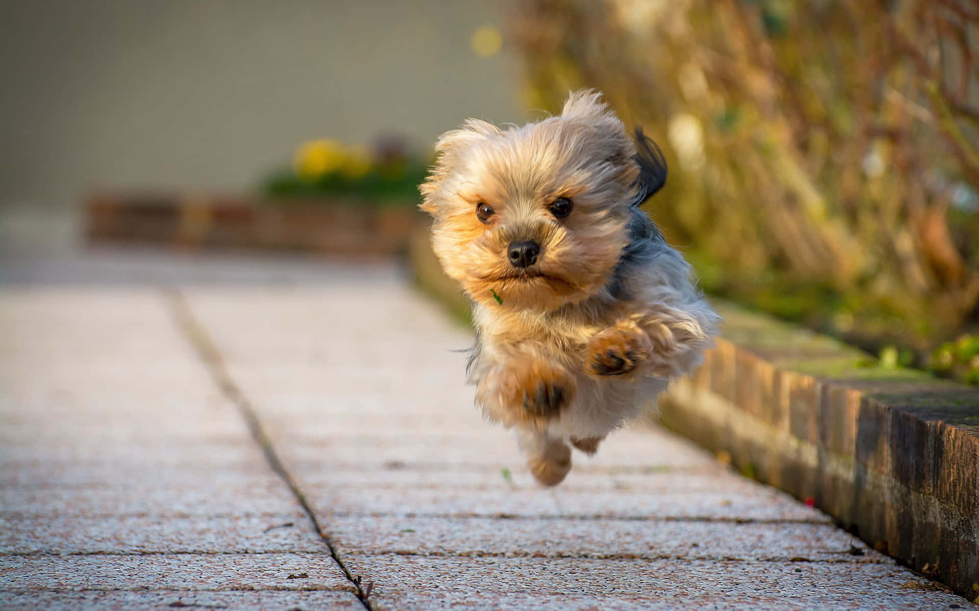 A Teacup Yorkie Under The Sun Background