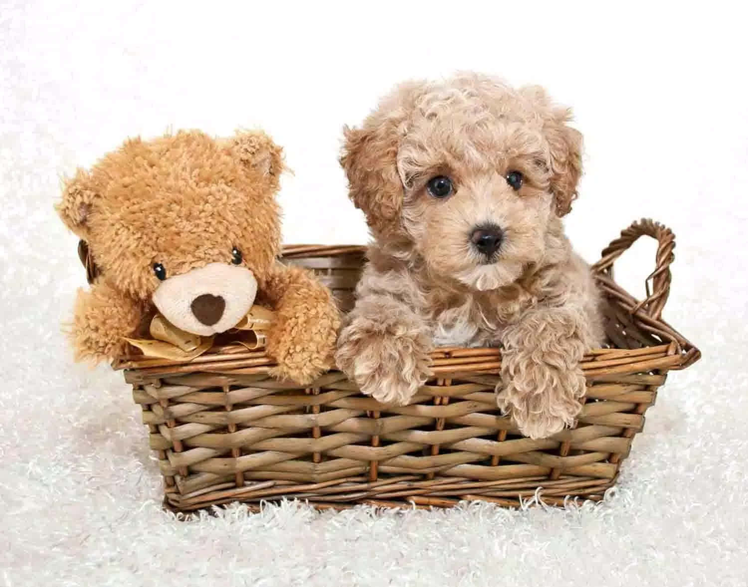 A Teddy Bear And A Puppy In A Basket