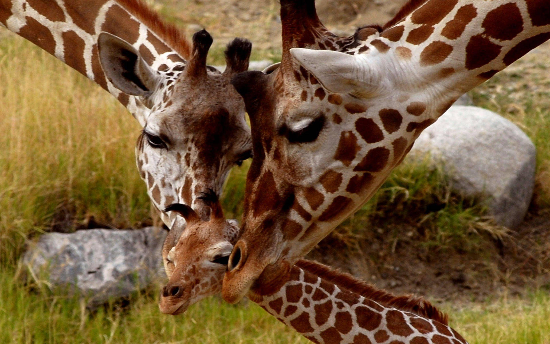 A Tender Moment Of A Baby Giraffe Being Cuddled Background