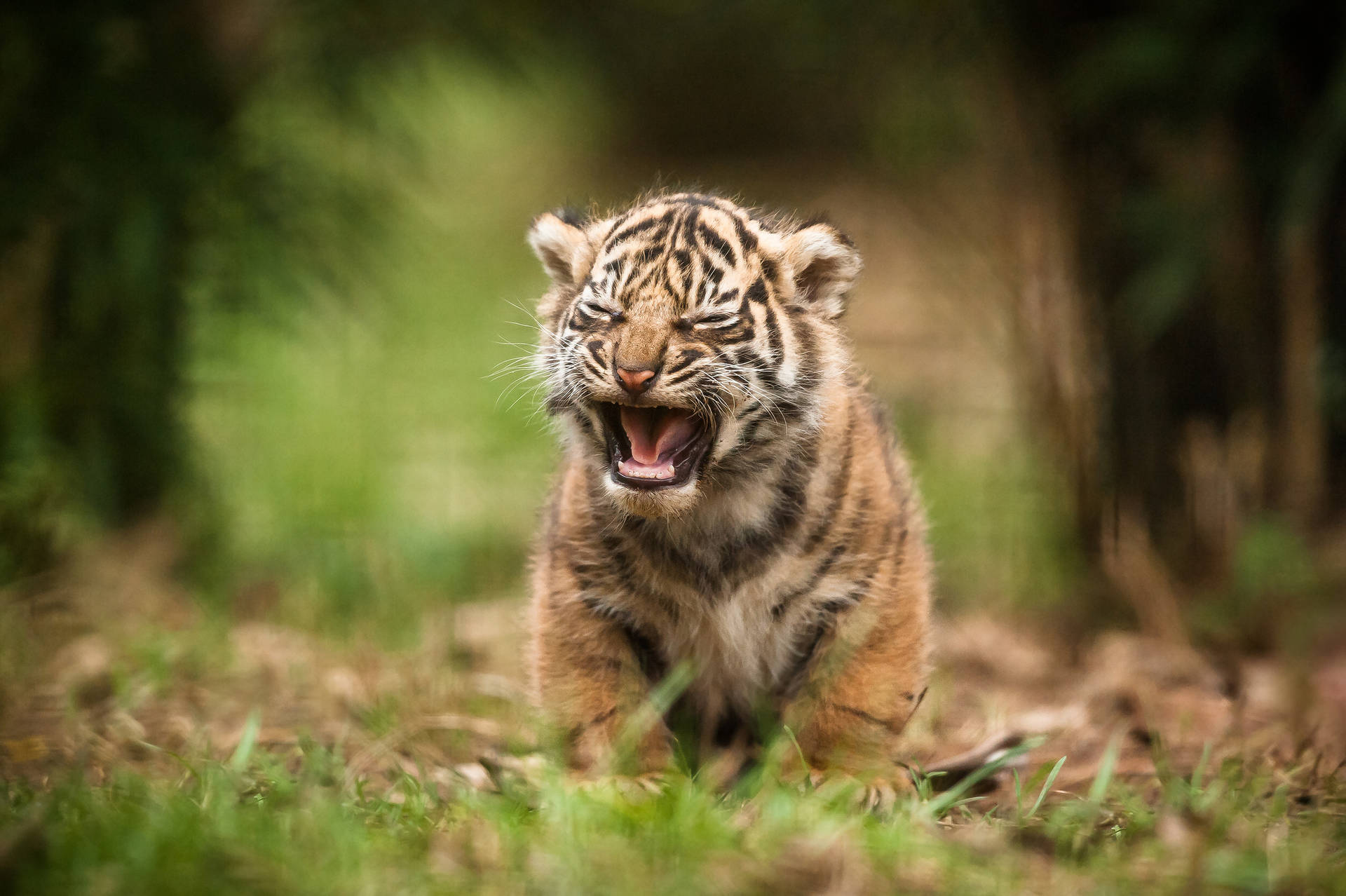 A Tiger Cub Cries In The Arms Of Its Mother Background