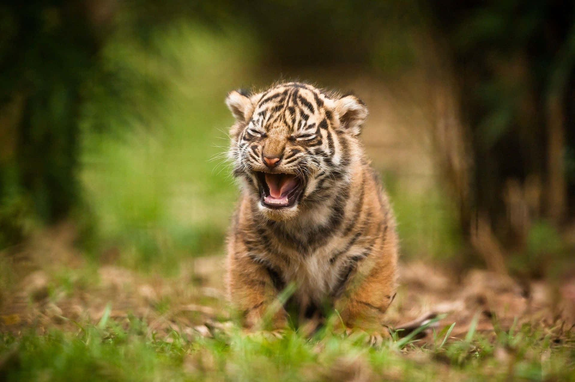 A Tiger Cub Is Yawning In The Grass Background