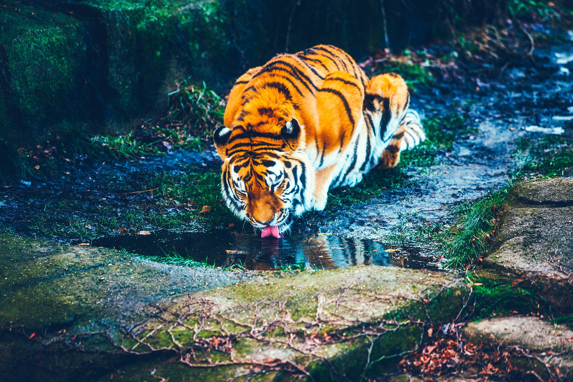 A Tiger Drinking Fresh Water In Its Natural Habitat Background