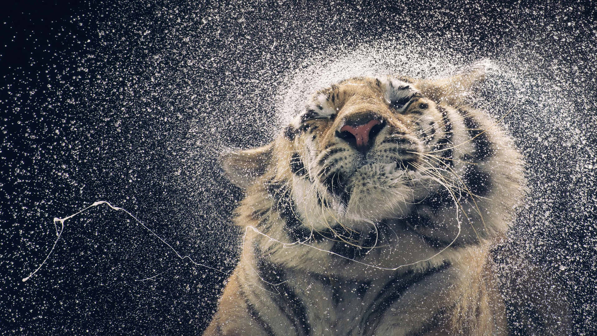 A Tiger Is Being Sprayed With Water Background