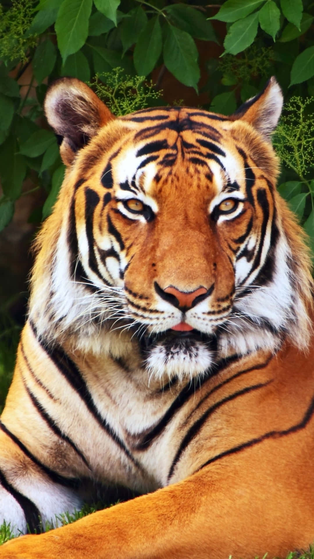 A Tiger Is Laying Down In The Grass Background