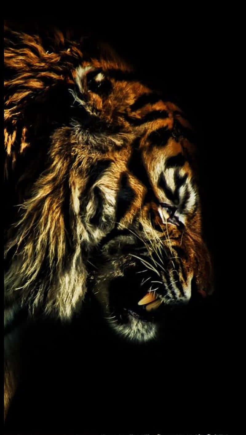 A Tiger Is Roaring In The Dark