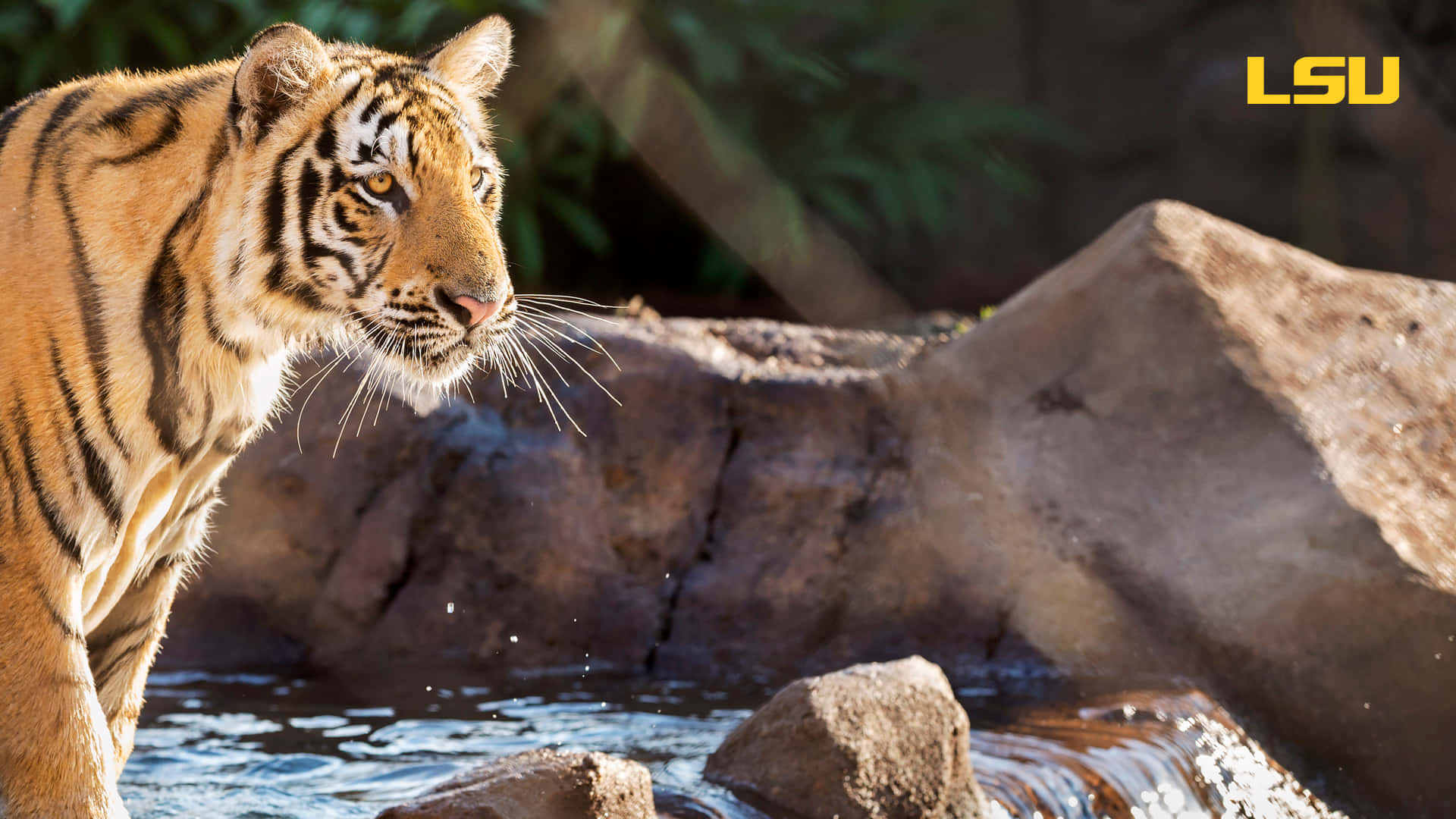 A Tiger Is Standing In A Water Hole