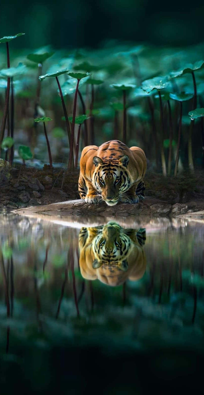 A Tiger Is Standing In The Water With Its Reflection