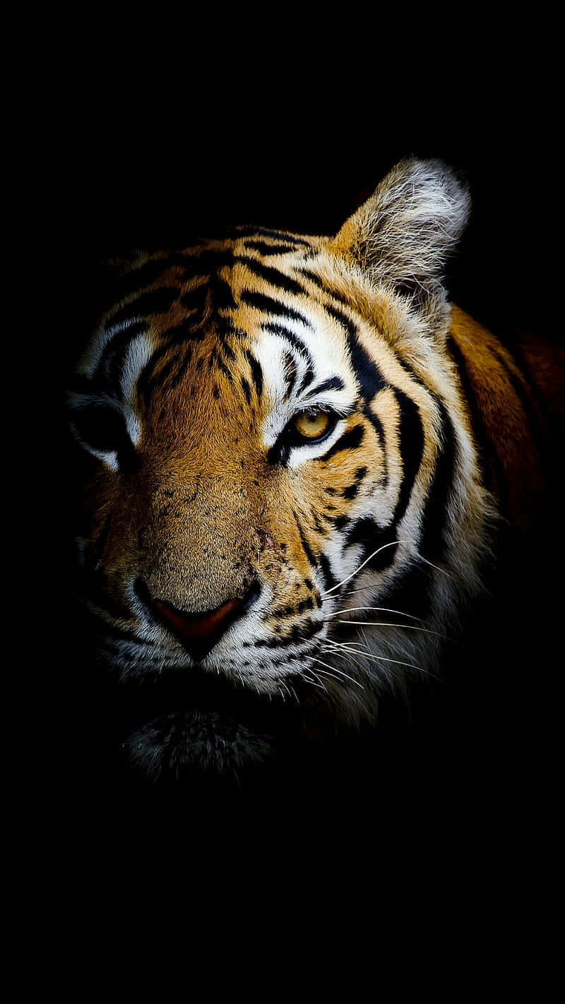 A Tiger Is Staring At The Camera In The Dark