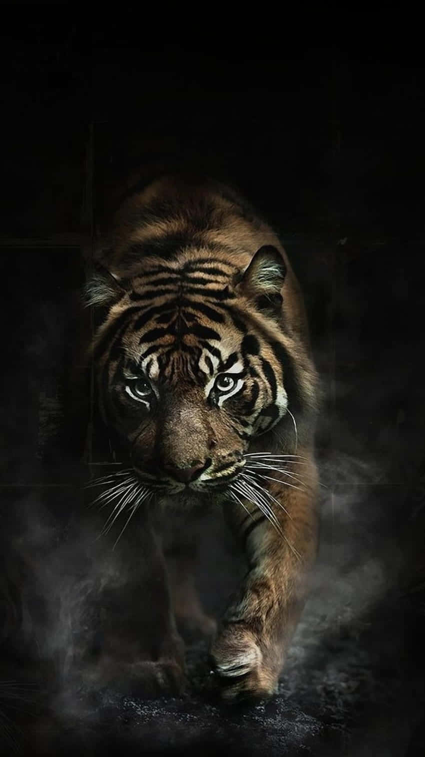 A Tiger Walking In The Dark Background