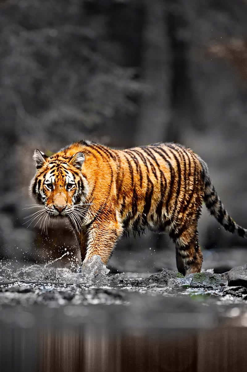 A Tiger Walking Through The Water In A Forest Background