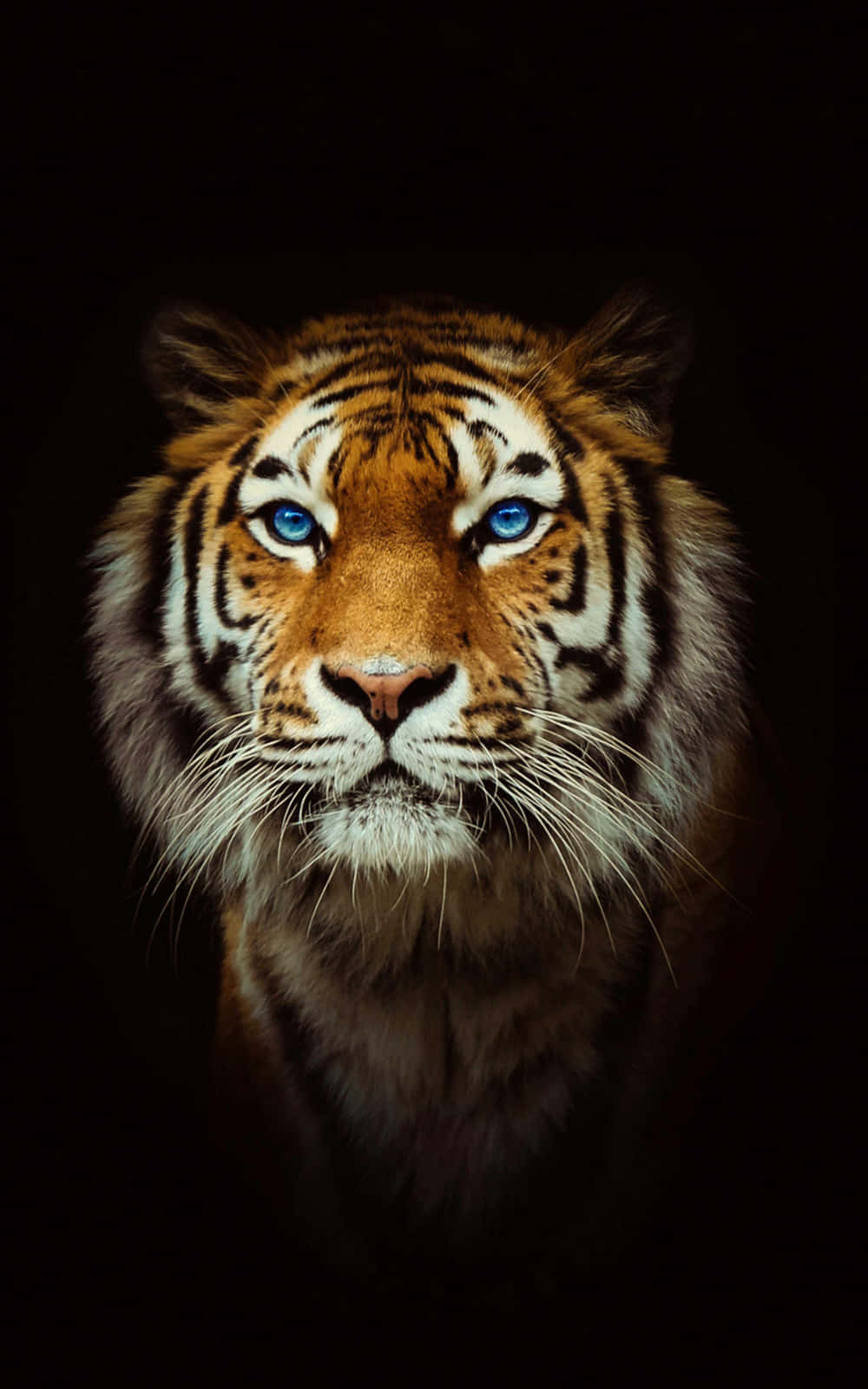 A Tiger With Blue Eyes On A Black Background Background