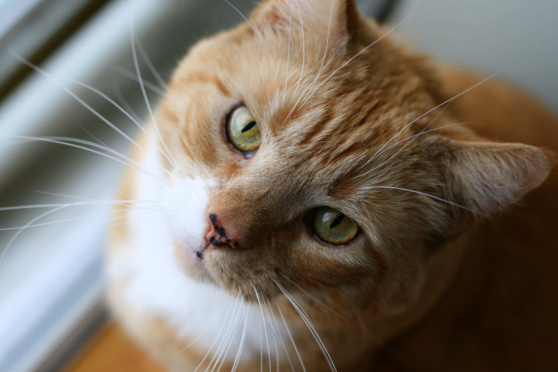 A Timid Feline Hiding In Shadows